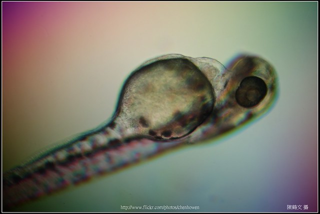 Zebrafish Embryo at 96 hpf _03
