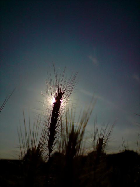 Wheat Ear in the Sun's light