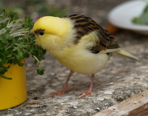 Photo inspiration: When Canaries Eat Grass Reference: Canary Eating Cress One Of Our Canaries Helping Itself To