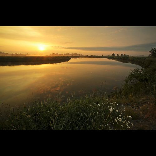 reflection daisies sunrise landscape dawn britishcolumbia surrey explore frontpage serpentinefen serpentineriver canonef1740mmf40lusm kvdl