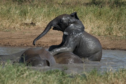 baby elephant tanzania tarangire tza kwakuchinia