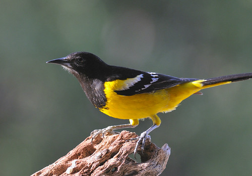 Oracle Oriole | by Collins L. Cochran
