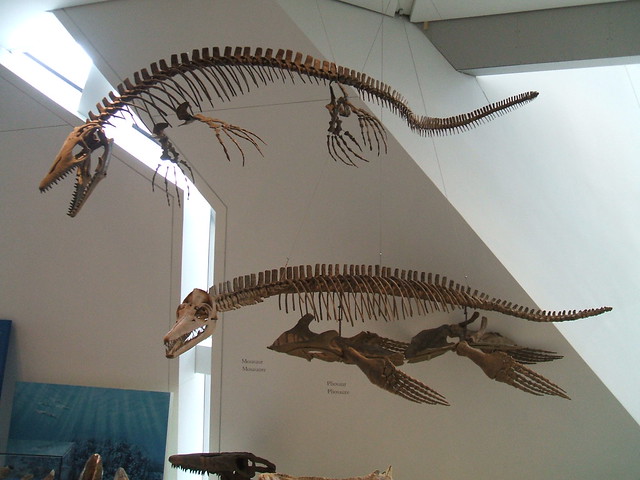 Mosasaur and Pliosaur