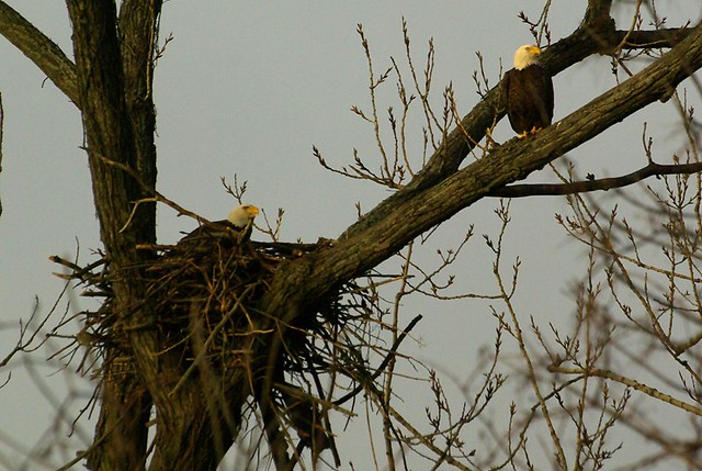 nest lookout