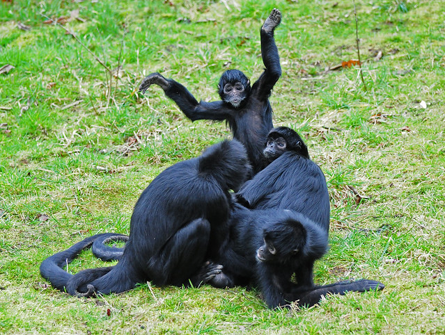 Colombian Black-Faced Spider Monkey Family Group at Chester Zoo