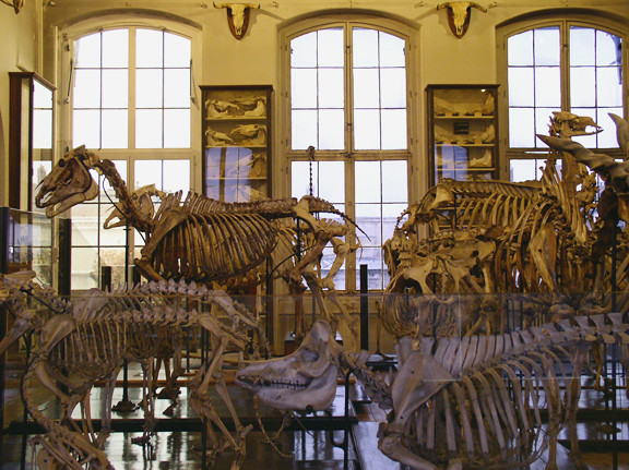 Musée Fragonard de l'Ecole vétérinaire de Maisons-Alfort