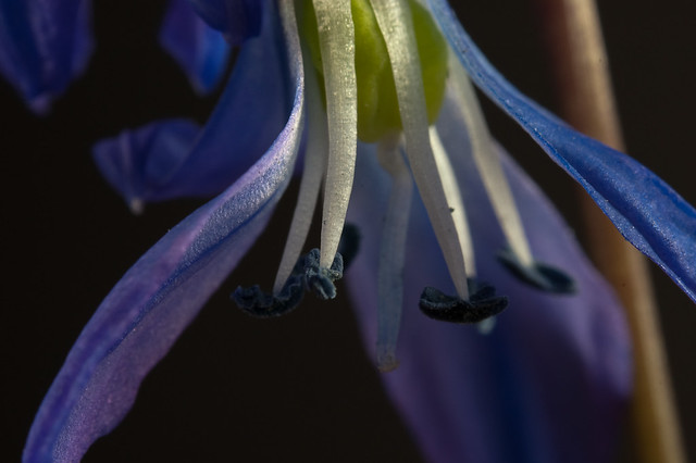 Scilla sibirica (Hyacinthaceae)