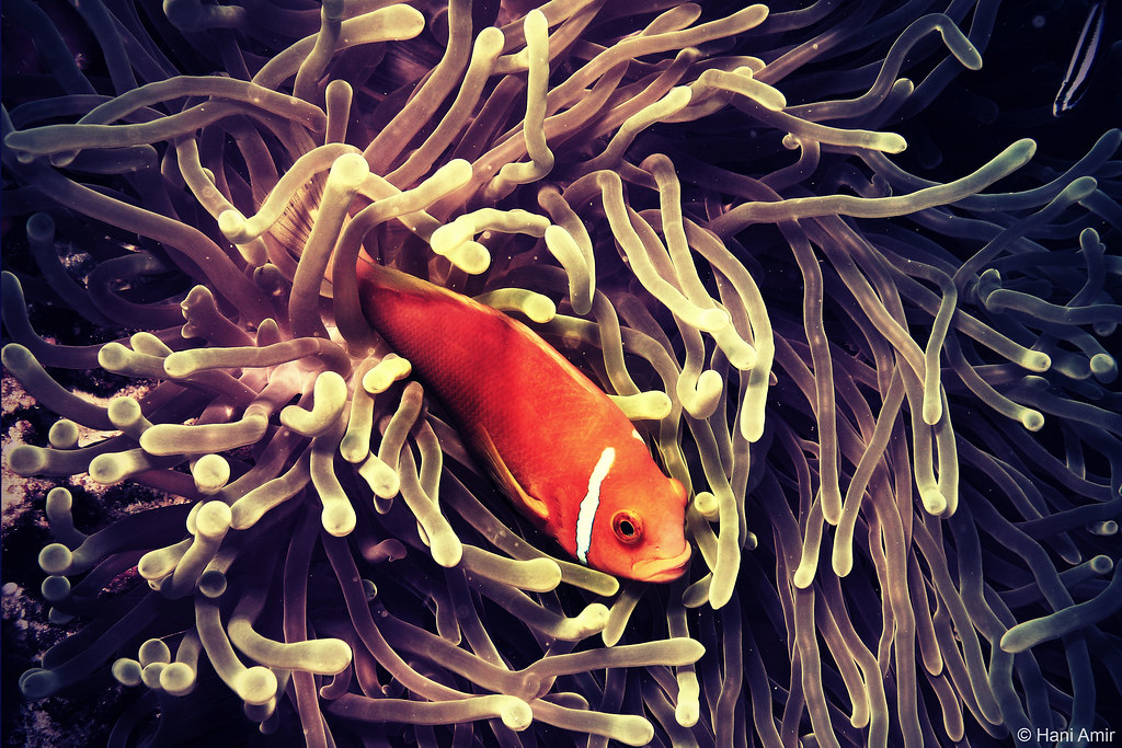 Amphiprion Nigripes by Hani Amir