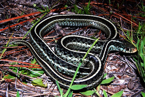 Blue Striped Garter Snake by Culebra Venenosa 有 毒 的 蛇. Flickr logo. 