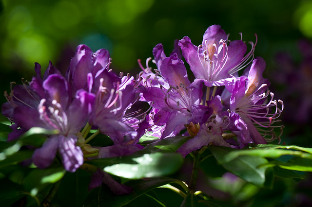 Rhododendron ponticum (Ericaceae)