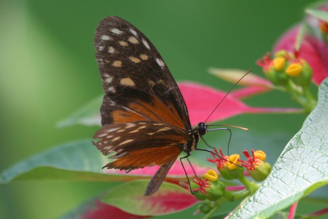Hecale Longwing (Heliconius hecale zuleika)