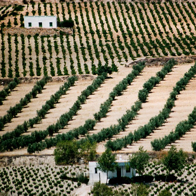 Spain - Andalucia - Olive Farm - sq