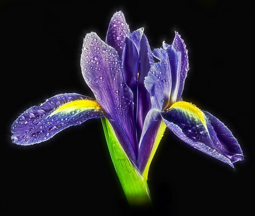 Iris Sparkle | by There and back again