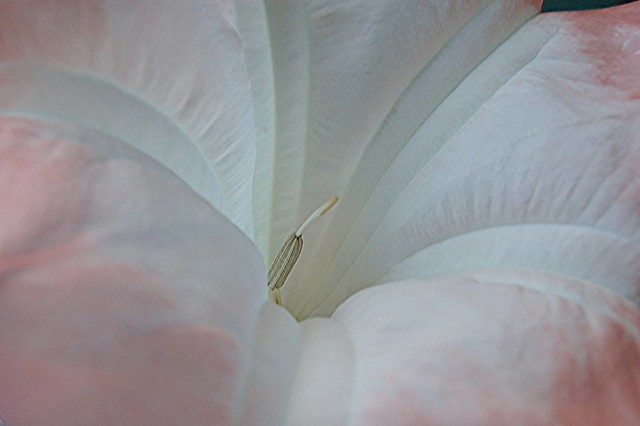 Dream world inside a pink Datura Lily