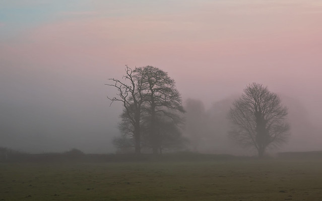 Dawn Trees in the Mist