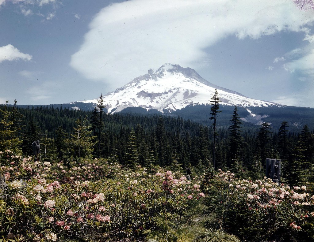 Mt. Hood and rhododendrons in bloom in June | Original Colle… | Flickr