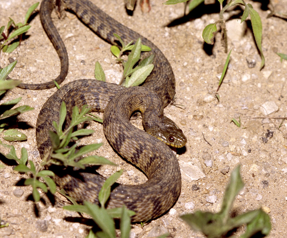 Diamondback Water Snake, Kansas