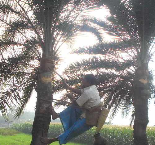Khejur rosh collection | cutting tree for juice collection | Flickr