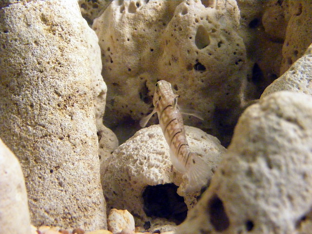 Gobiidae>Amblygobius phalaena Sleeper Banded Goby 0057