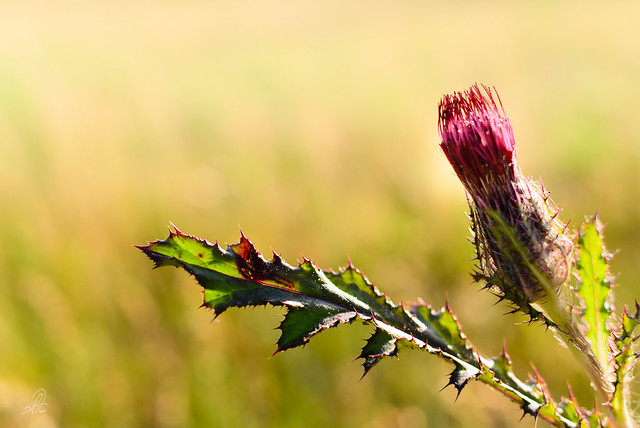 Thistle Bloom in Spring