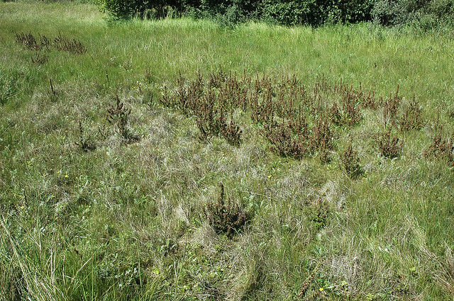 Pedicularis palustris (Marsh Lousewort / Moeraskartelblad)