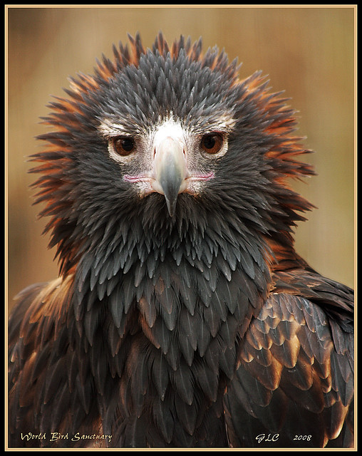 Wedge-Tailed Eagle ll