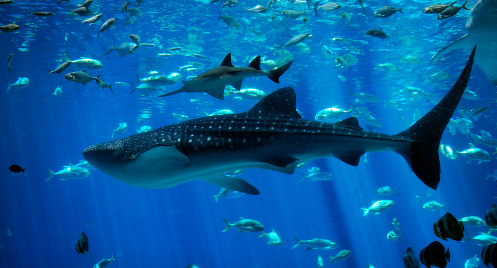 Whale Shark & Sawfish