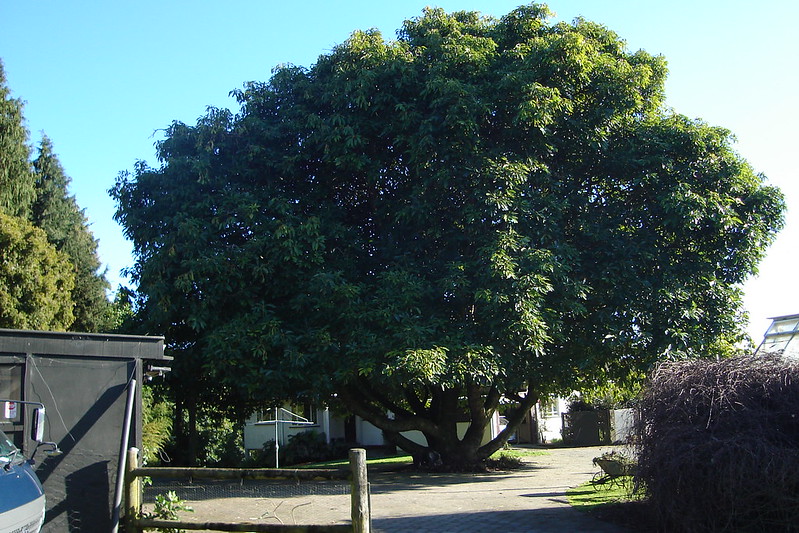 Giant avocado tree