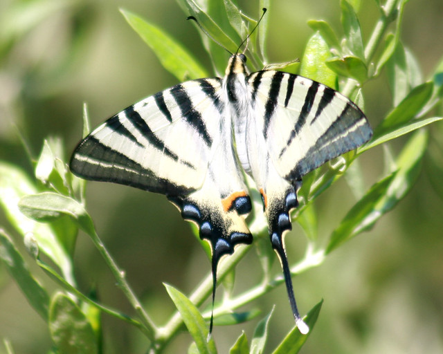 Swallowtail (Papilionidae)