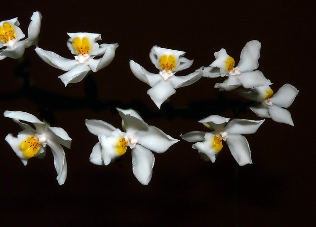 Osmoglossum pulchellum species orchid (explore: high was 163 on 2-10-09)
