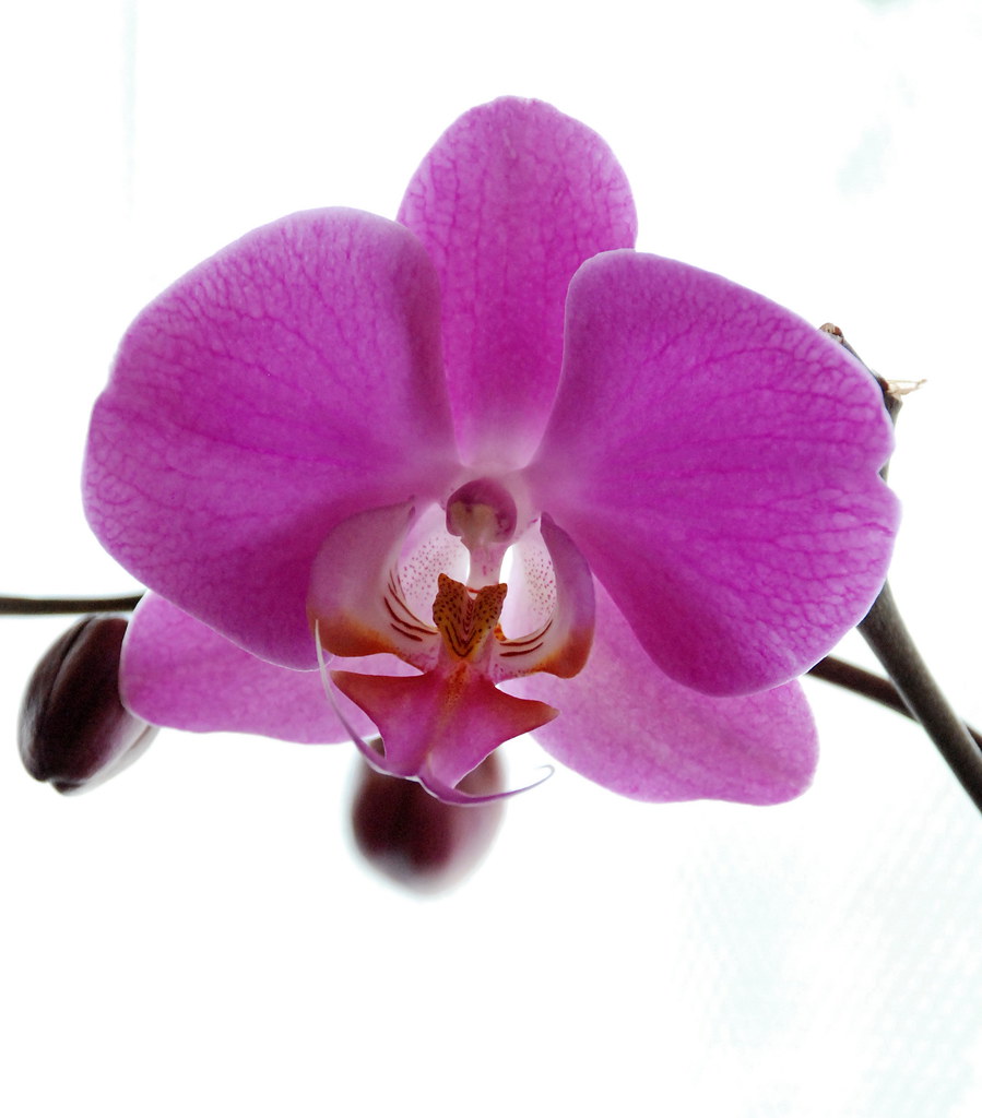 Orchid 2 | Pat Hall | Flickr