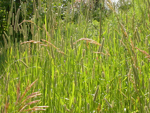 grass poaceae perennial introduced festuca bunchgrass bearcanyon meadowfescue coolseason gallagatortrail drysite poeae wetsite schedonorus schedonoruspratensis