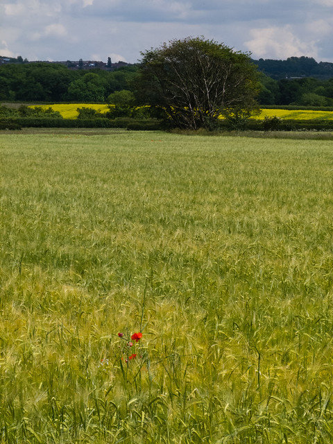 Lone poppy in a wheat field