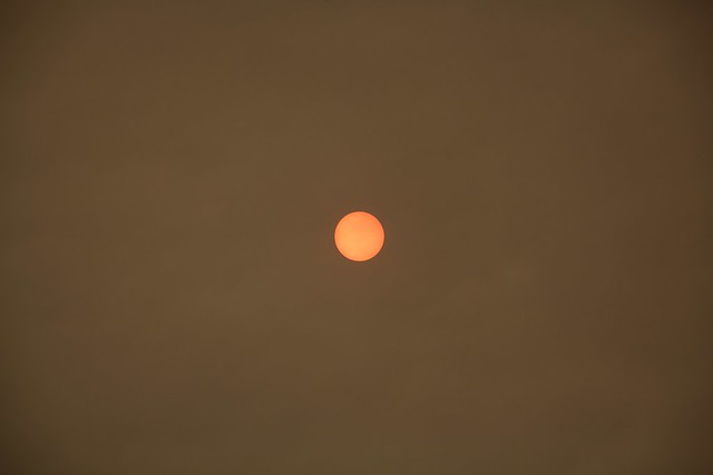 Sun Through The Forest Fire Haze
