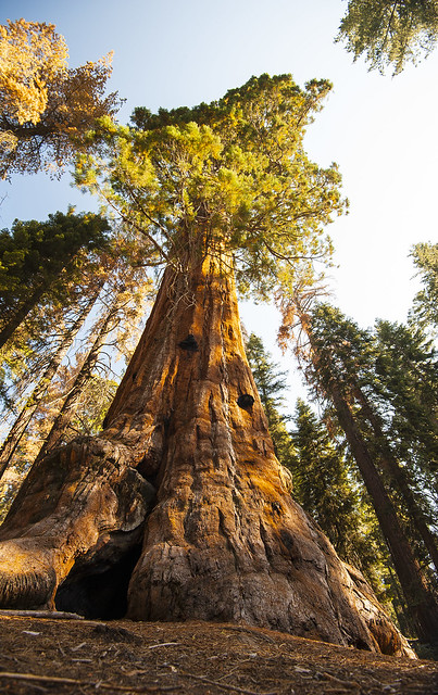 ... Sequoia N.P. ...