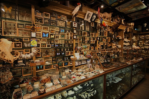 Wide Angle Wunderkammer by caruba