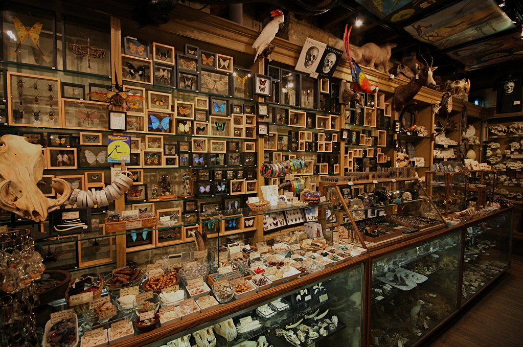 Wide Angle Wunderkammer by caruba