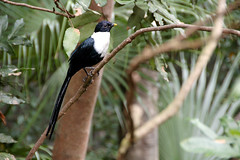 White-necked Myna - Edward Youde Aviary