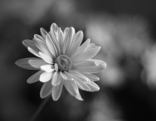 fade by lauriemonica