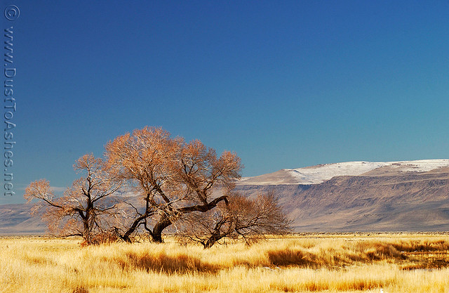 Lonely Tree Gerlach Nevada Black Rock Desert