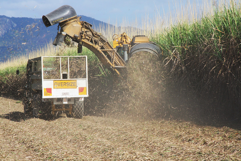 Cane Cutting and Trash Expulsion From the Cane Harvester w… | Flickr