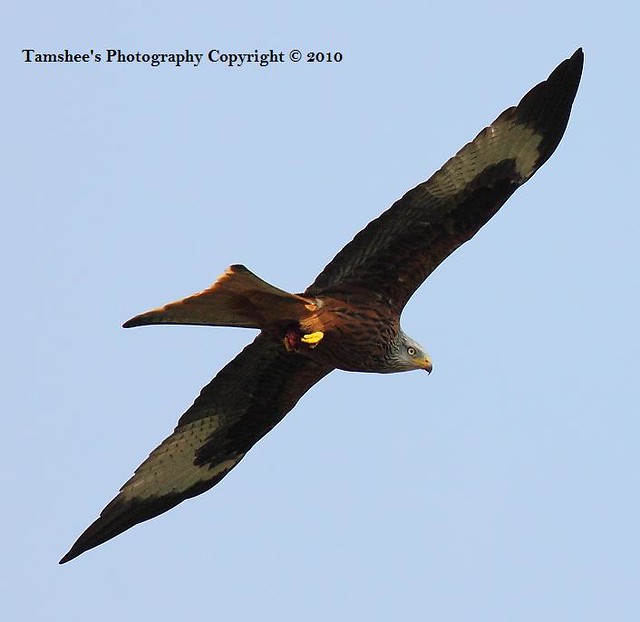 Argaty Red Kite1 | TheTamshee captures the intensity of this… | Flickr