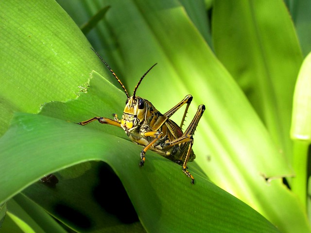 Florida  Eastern Lubber Grasshopper