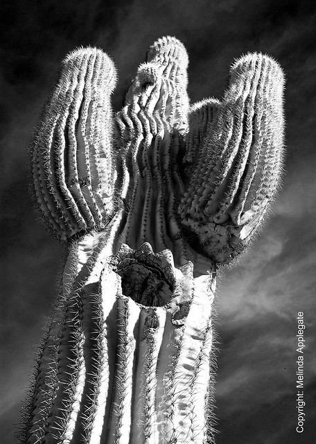 The Mighty Saguaro Cactus, Desert Botanical Garden, Phoenix, Arizona