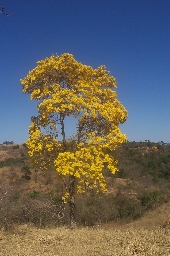 Ipe amarelo, campos seco | Wilson Fortunato | Flickr
