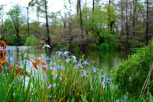 trees iris water landscape nikon louisiana purple outdoor scenic swamp 2009 d60 4643 jeffersonisland ripvanwinklegardens