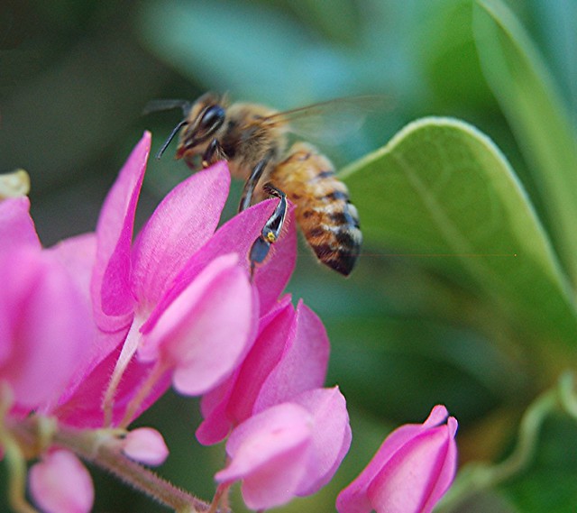 Gold-striped Bee with pollen on his legs seems to own this pink Coral Vine