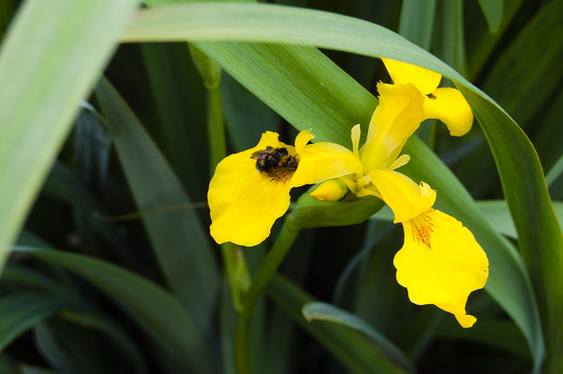 Flag iris with bee