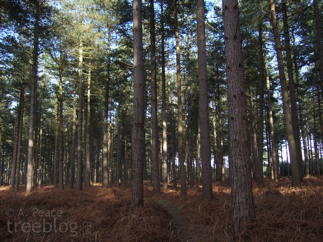 Pines in Thetford Forest (1st March 2008)