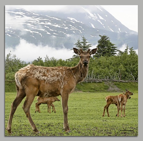 Curious Yearling | by Sharon C Johnson